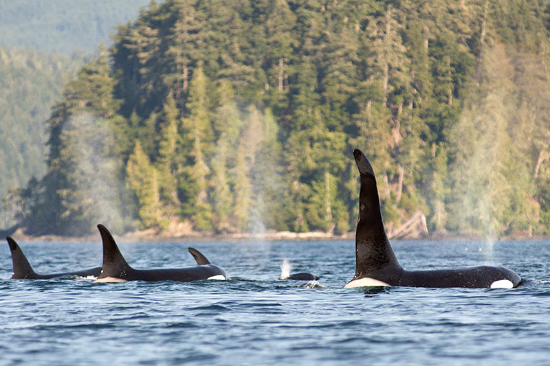 killer whales